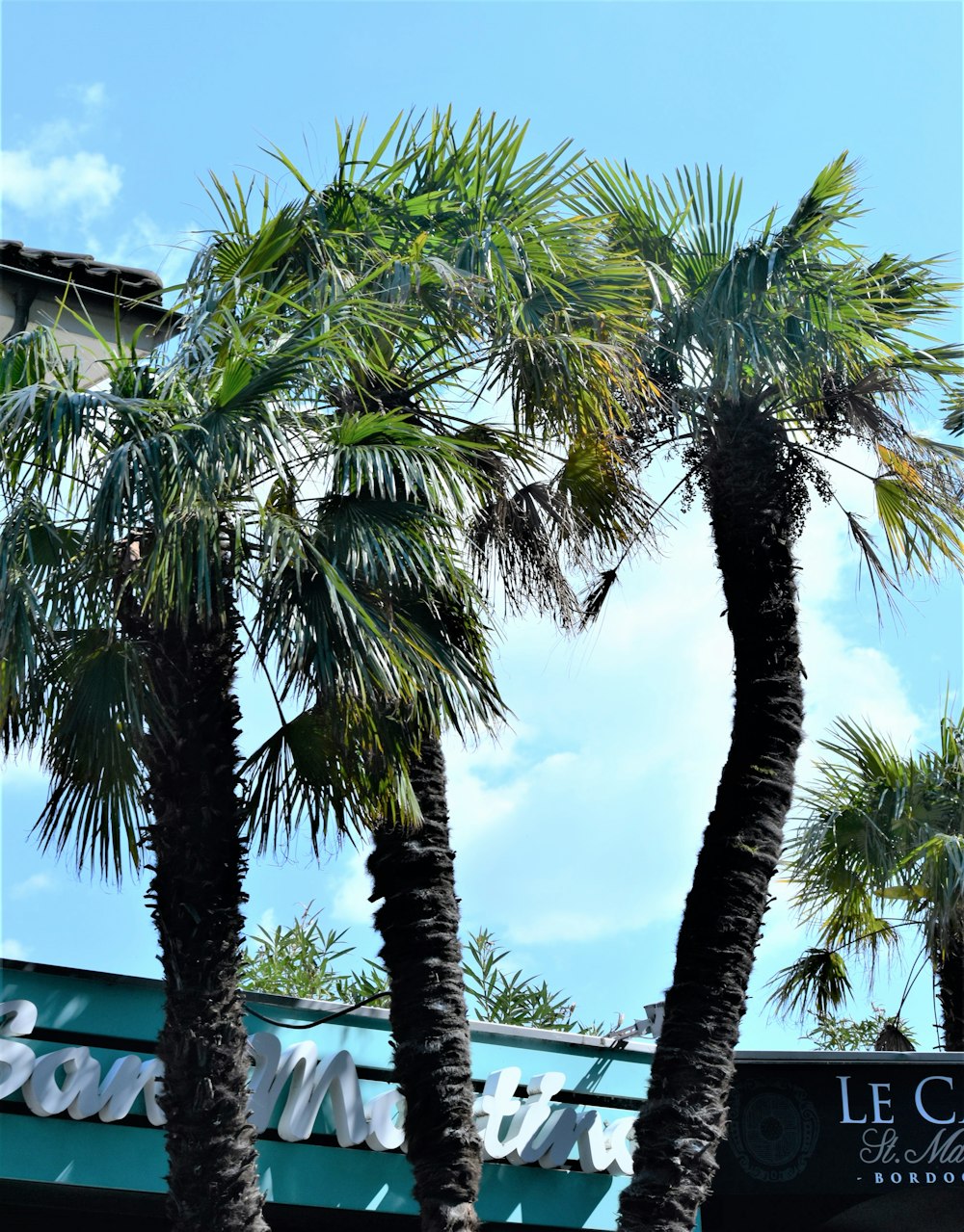 a couple of palm trees sitting in front of a building