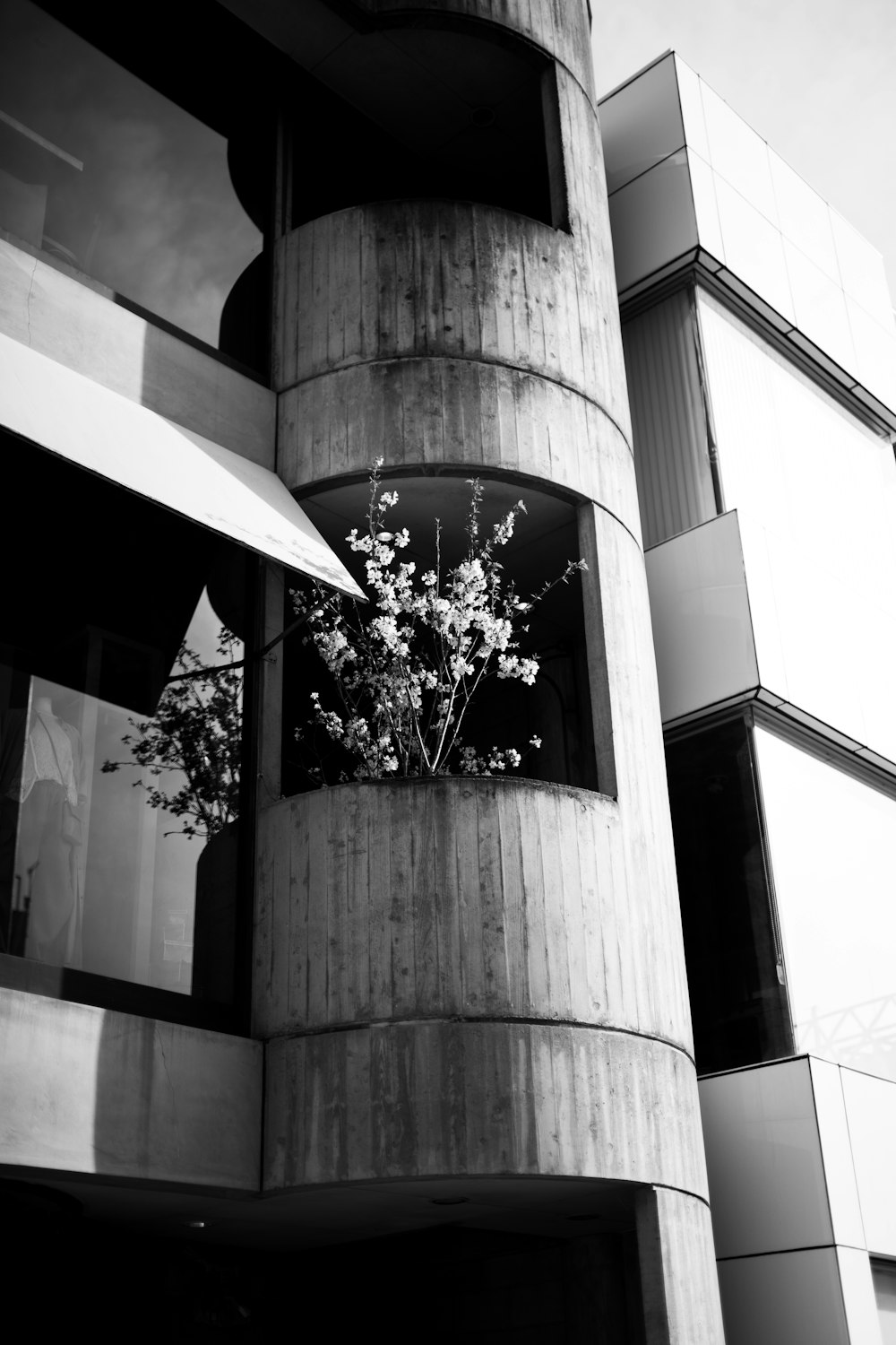 a black and white photo of a building with flowers in the window