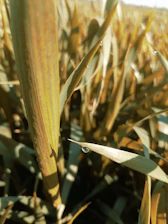 Close-up of healthy green leaves with water droplets in a sunlit field.