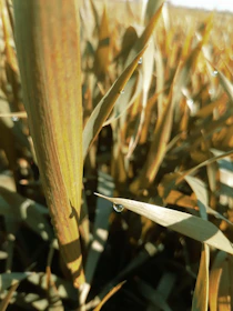 Close-up of healthy green leaves with water droplets in a sunlit field.