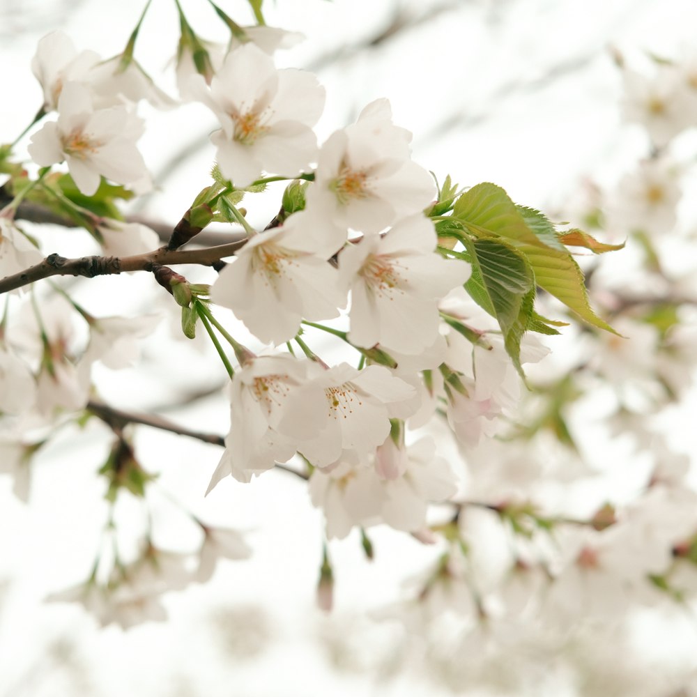 a branch with white flowers and green leaves