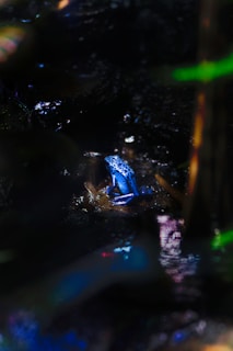 A bright blue frog with black spots is seen sitting on a dark, wet surface, surrounded by shadows and partially blurred vegetation. The environment suggests a natural habitat, likely a rainforest or similar moist environment.