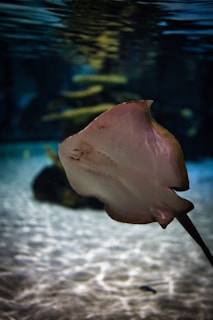 An underwater shot capturing the playful movement of rays gliding over sandy ocean floor.
