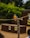A vibrant blue and yellow parrot perched on a simple wooden stand in an outdoor setting. The bird is situated in front of a wooden structure, possibly a stage, with posters attached to it. Lush green foliage surrounds the area, adding to the natural ambiance.