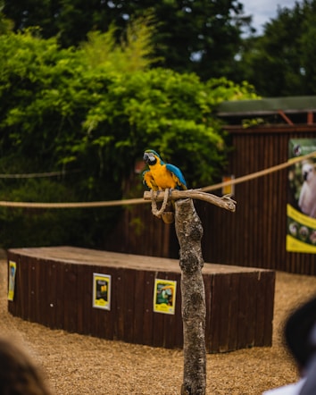 A vibrant blue and yellow parrot perched on a simple wooden stand in an outdoor setting. The bird is situated in front of a wooden structure, possibly a stage, with posters attached to it. Lush green foliage surrounds the area, adding to the natural ambiance.