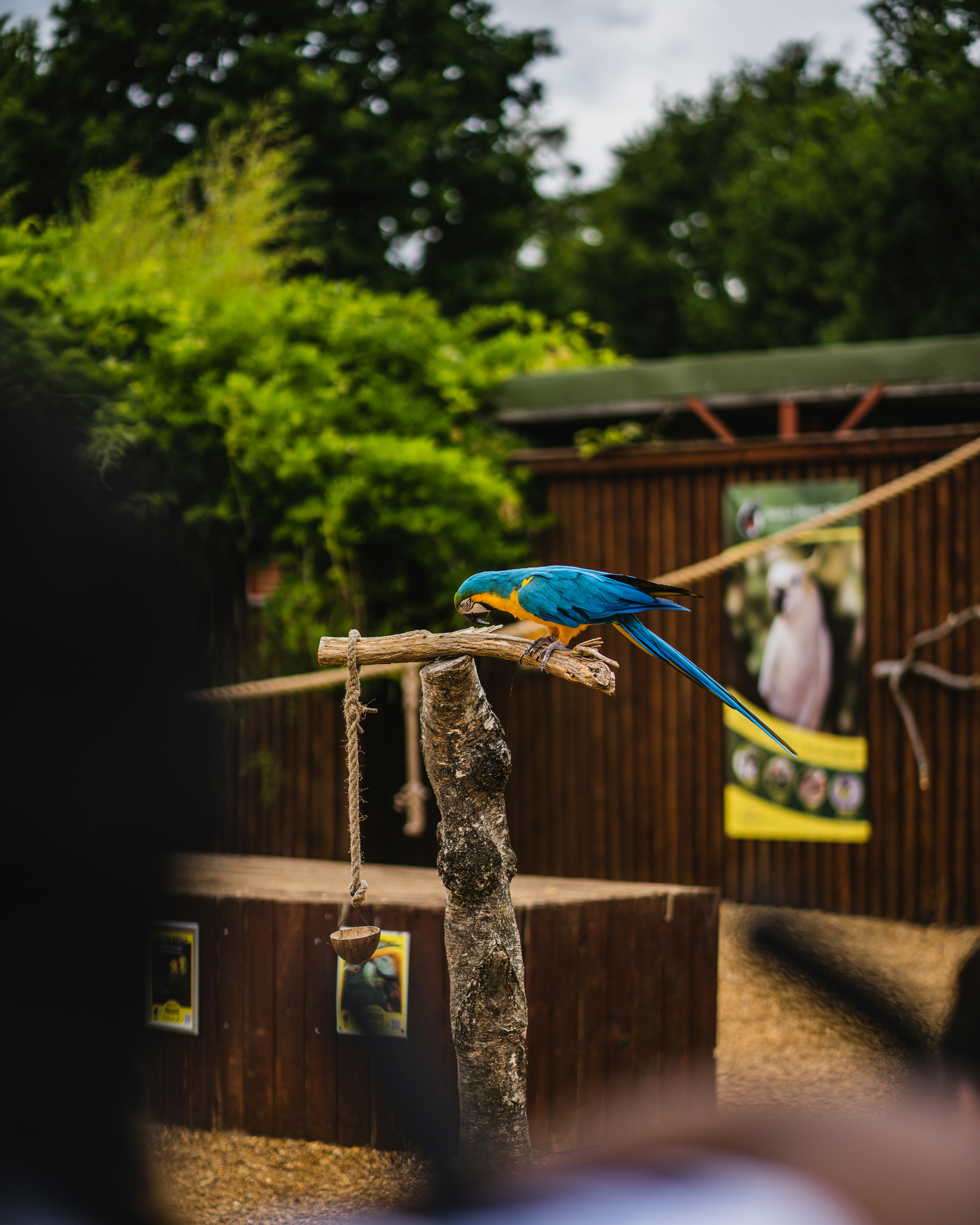 A blue and yellow bird sitting on top of a tree branch photo – Free ...