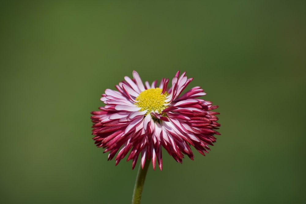 a pink and white flower with a yellow center