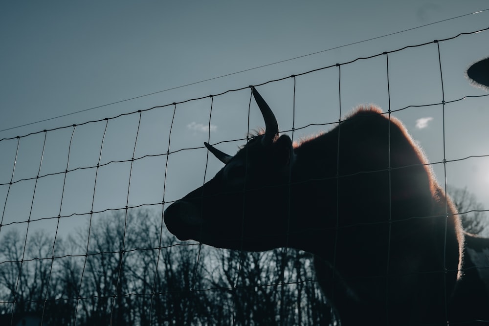 a cow behind a wire fence with trees in the background