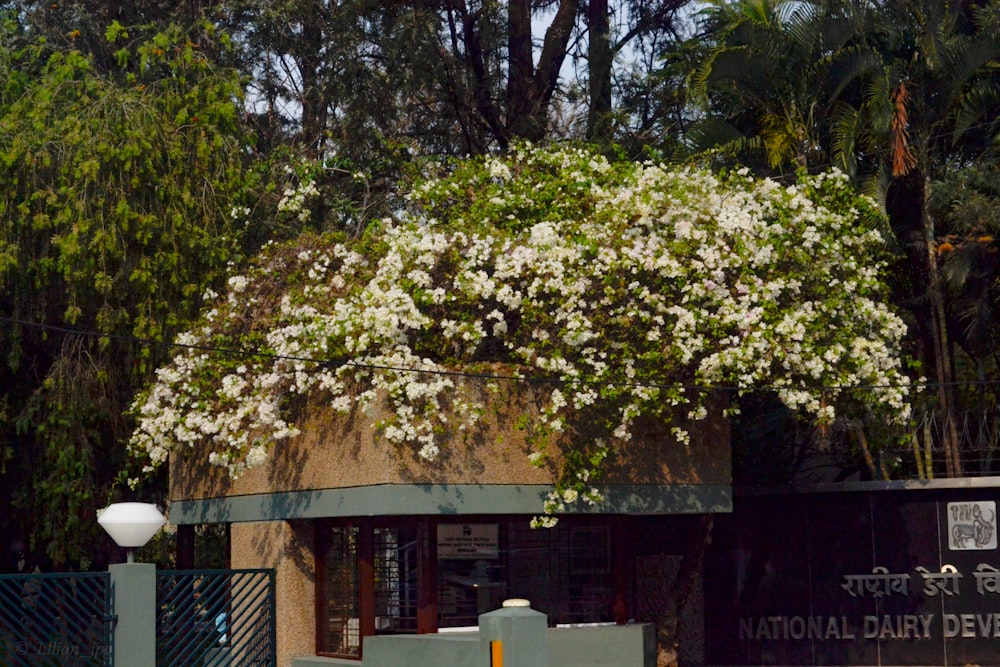 a tree with white flowers in front of a building