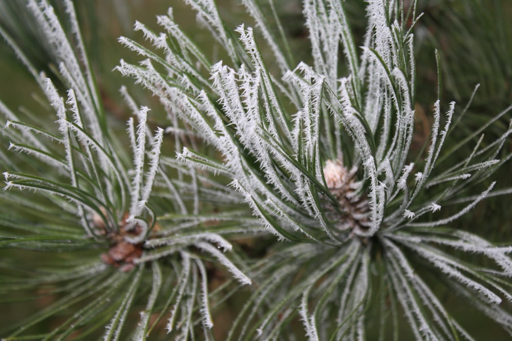 a close up of a pine tree with ice on it