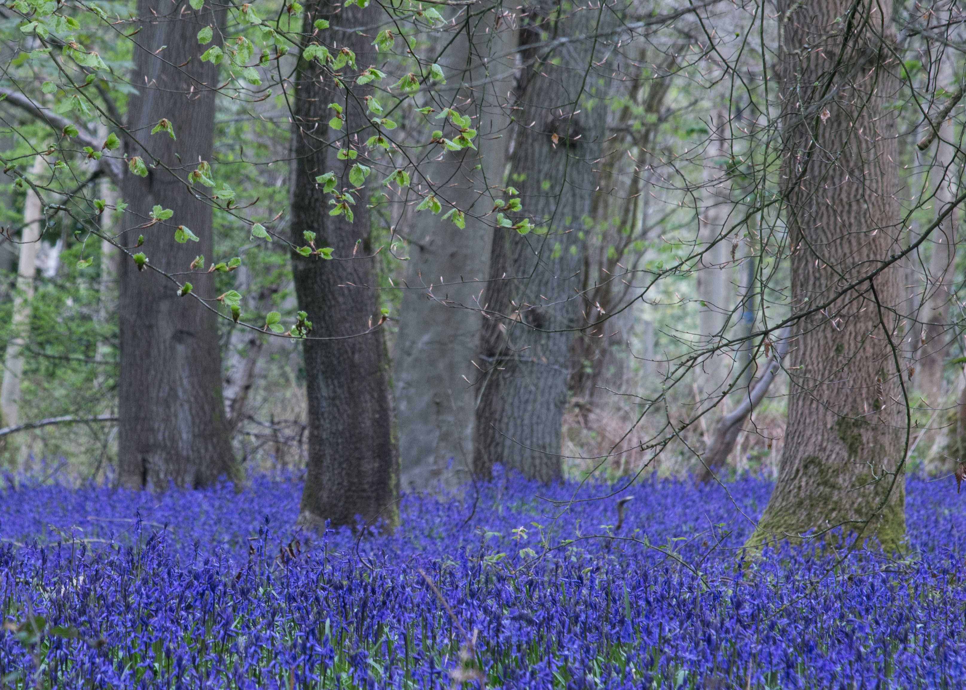 Photo by kevinhessey