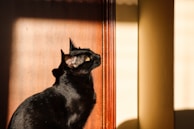 A black cat with bright eyes gazes to the side while sitting against a wooden surface. Sunlight casts a pattern of light and shadow across its sleek fur.