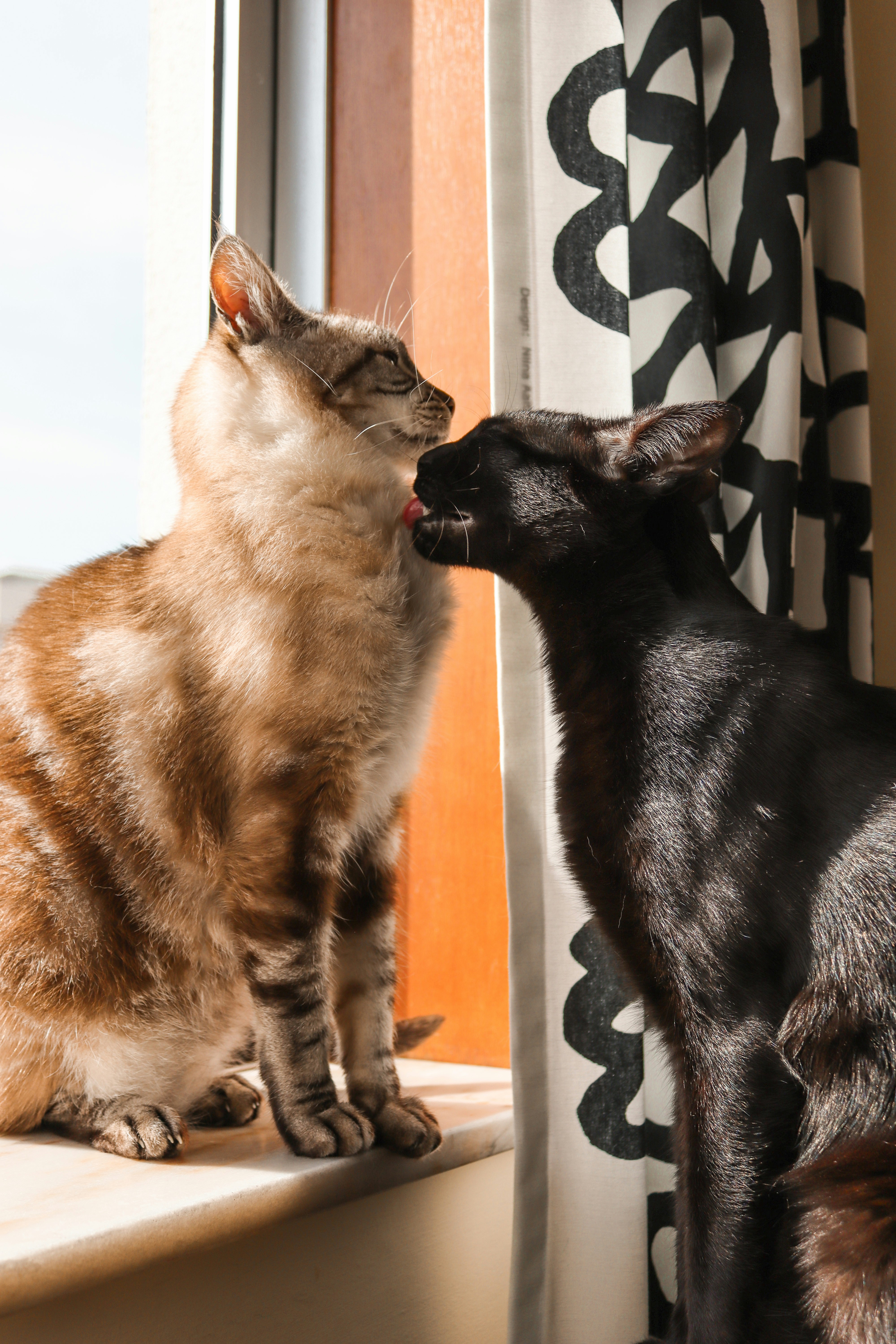 Compatibility with Other Pets: Peaceful Coexistence (image credits: unsplash)