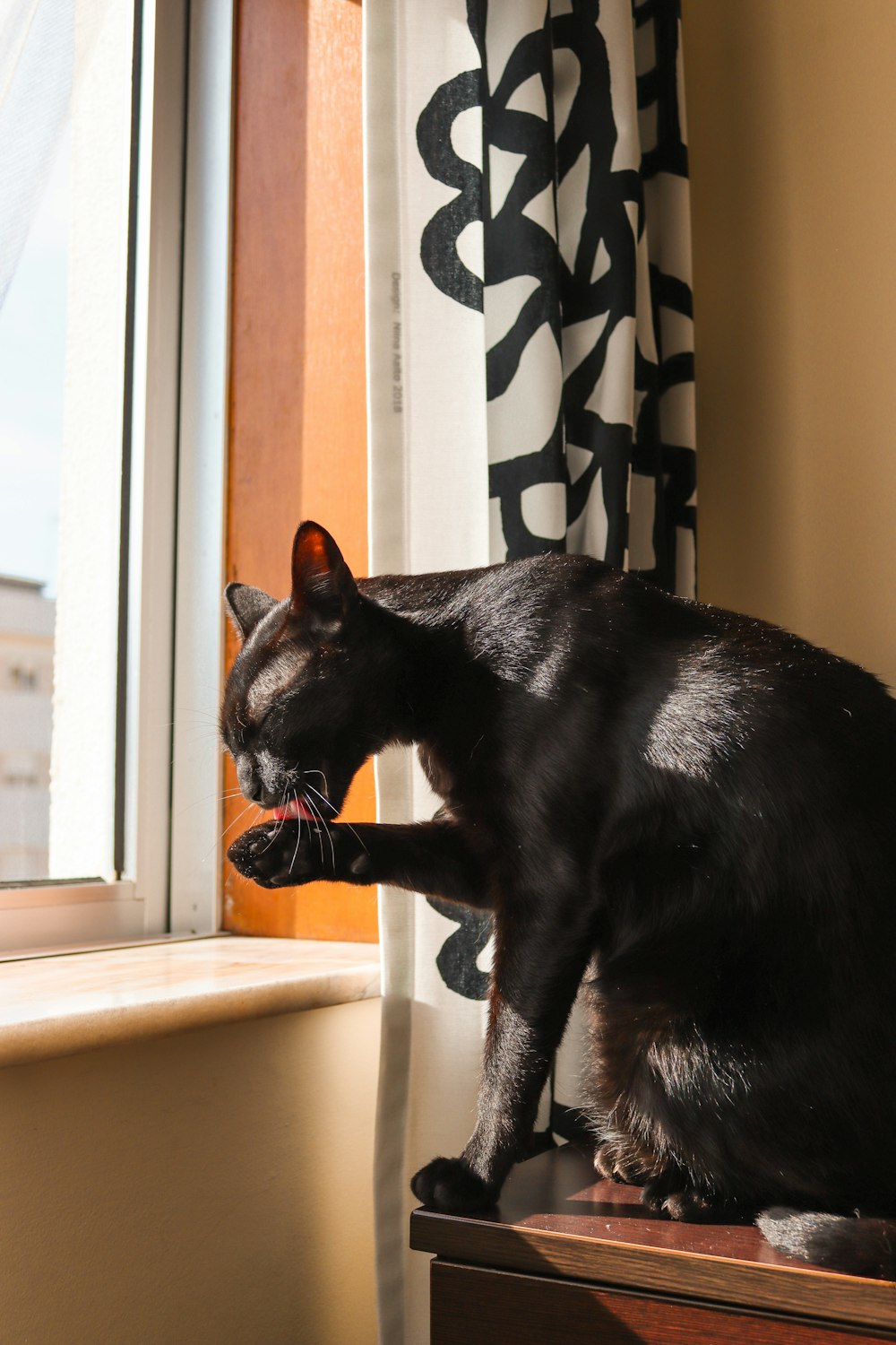 a black cat sitting on top of a window sill