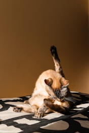 A cozy scene of a fluffy cat happily using a wall-mounted self-grooming brush in a softly lit pastel room.