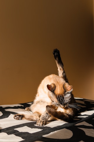A cozy scene of a fluffy cat happily using a wall-mounted self-grooming brush in a softly lit pastel room.