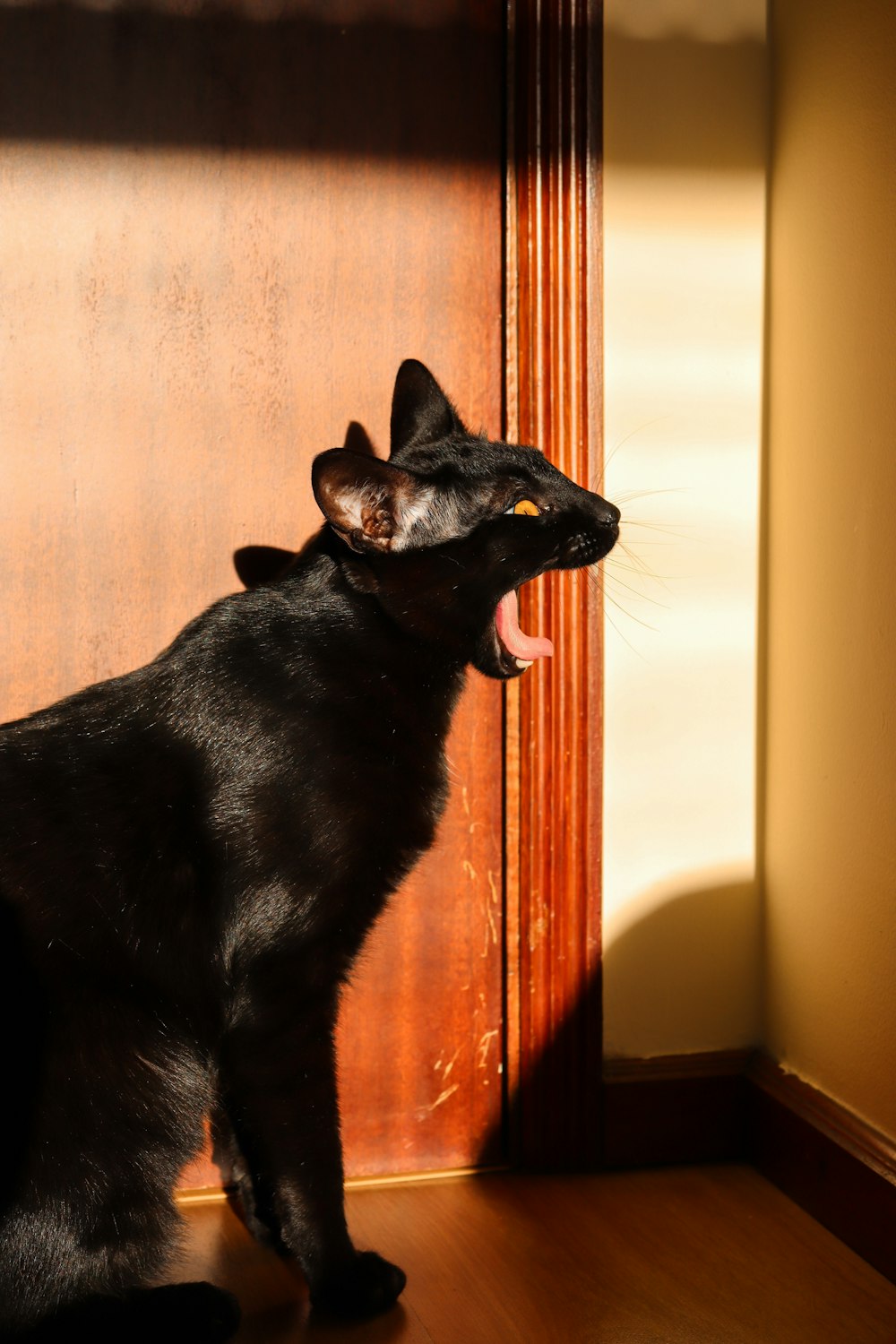 a black cat yawns while standing in front of a door