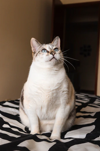 a cat sitting on top of a black and white blanket