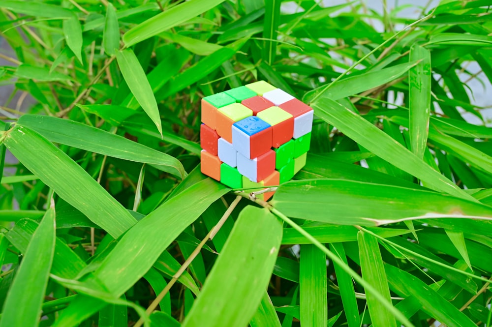 Un cubo de Rubik sentado encima de una planta verde