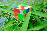 A colorful Rubik's Cube is nestled among lush green bamboo leaves. Drops of water are visible on the surface of the cube, indicating a fresh or dewy setting.