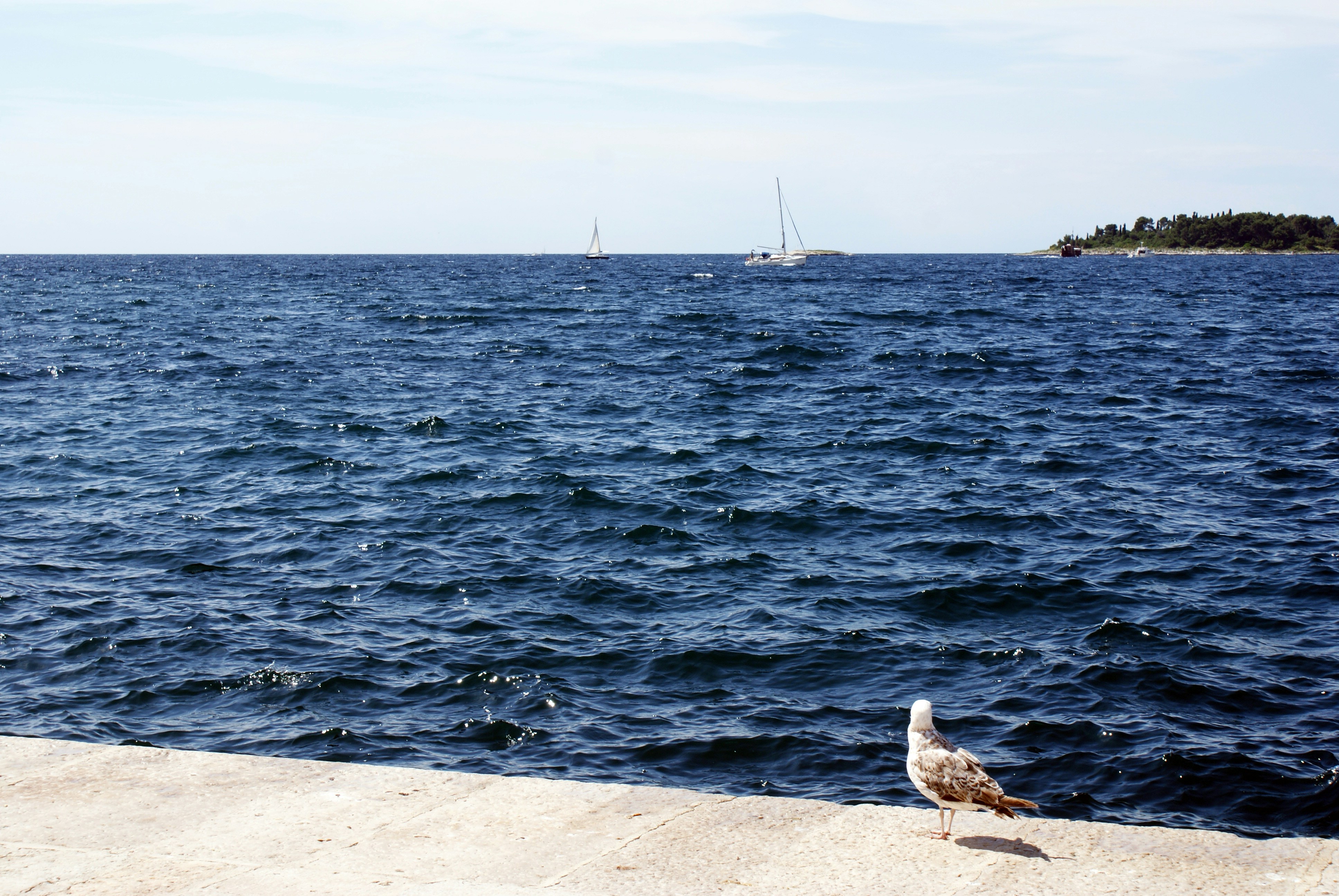 Eine Möve am Hafen des Mittelmeers, mit dem Blick auf eine Insel
