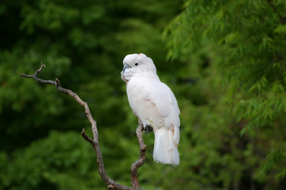 a white bird perched on top of a tree branch