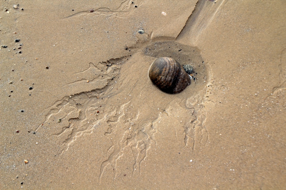 a shell is in the sand on the beach