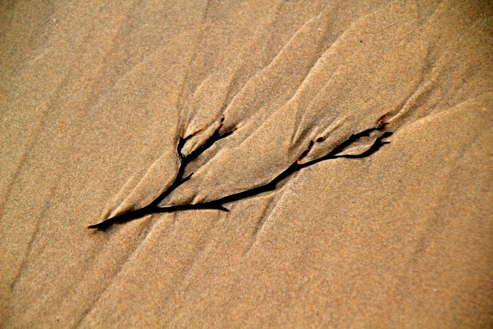 a branch that is sticking out of the sand