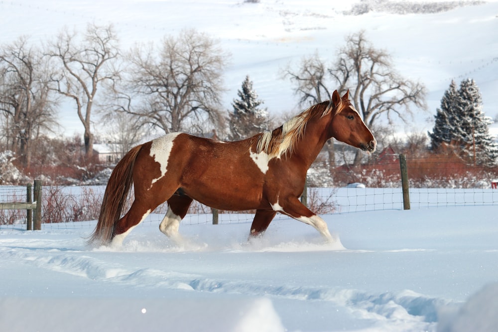 a brown and white horse walking in the snow