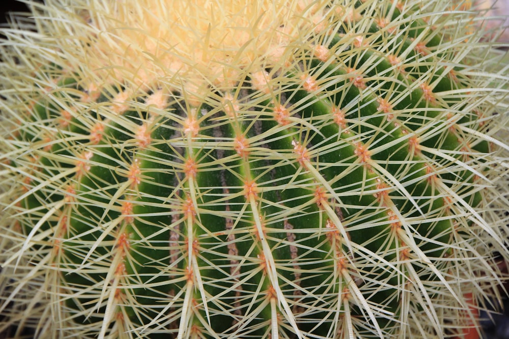a close up of a cactus with long needles