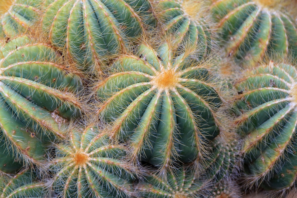 Un primer plano de una planta de cactus verde