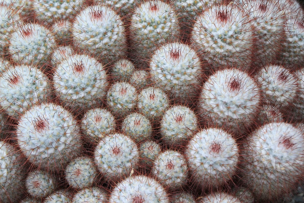 a close up of a bunch of cactus plants