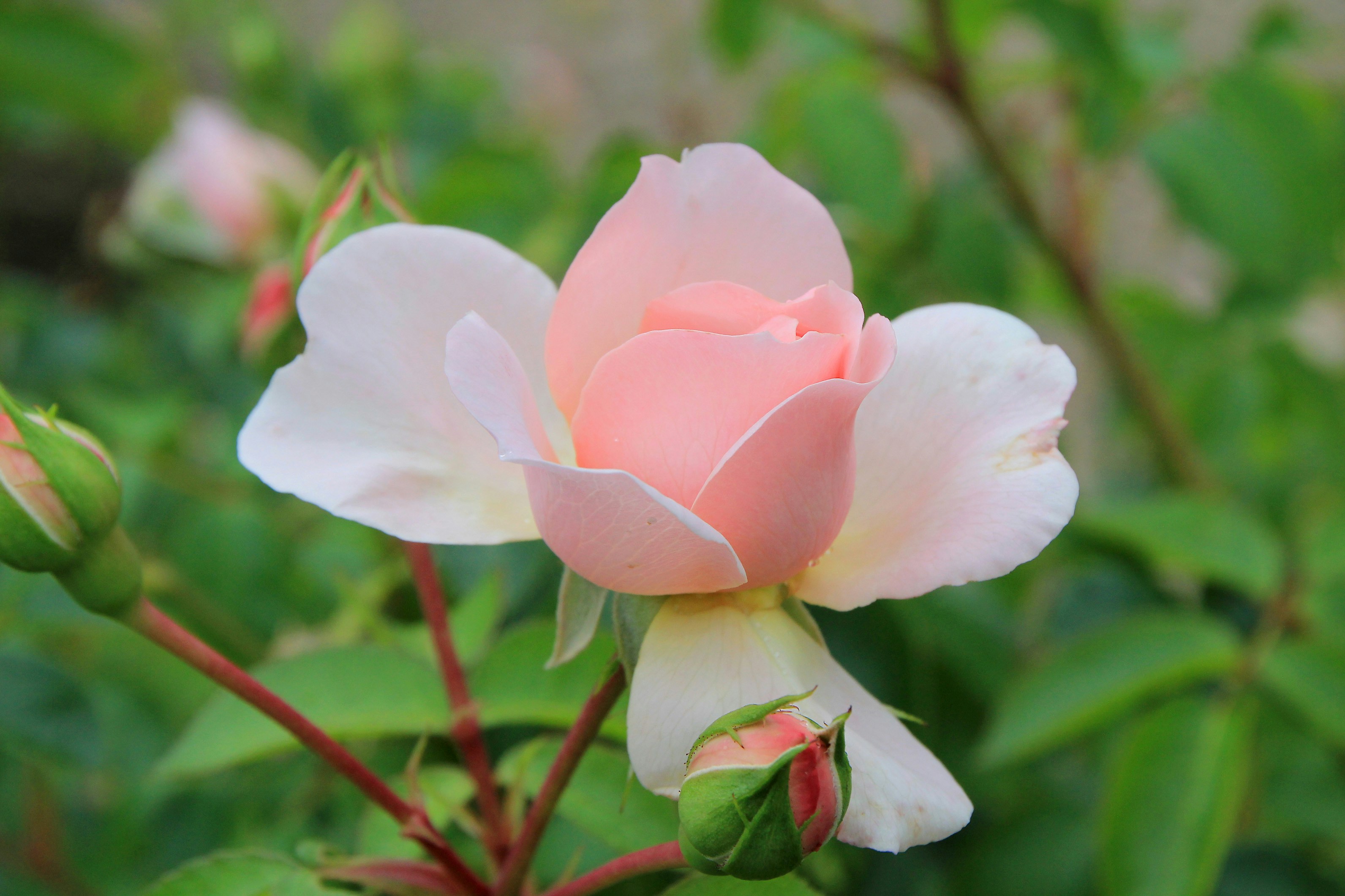 Photo by horst_joachims