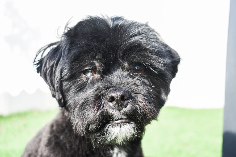 a small black dog sitting on top of a lush green field