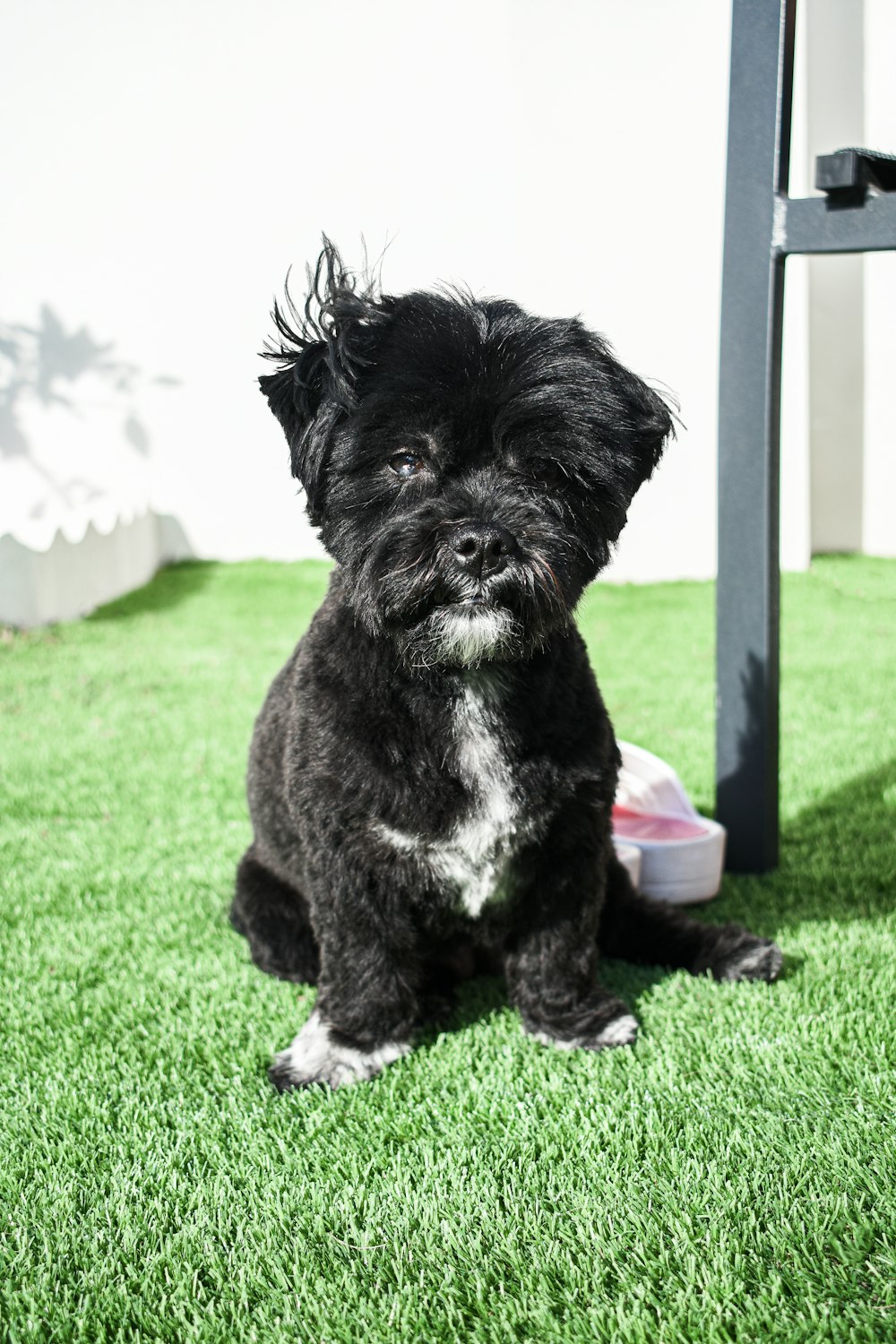 a small black dog sitting on top of a lush green field