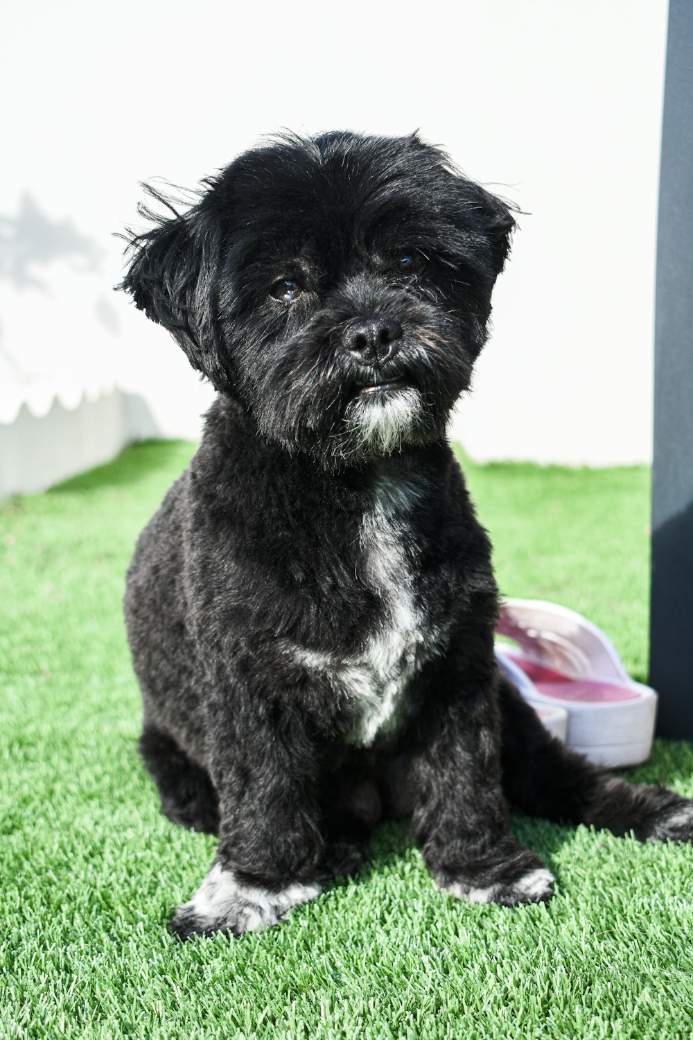 a small black dog sitting on top of a lush green field