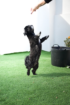 A black dog is jumping on a green lawn, reaching upwards towards a hand holding a treat. The scene is well-lit with natural light and the background features a white wall and a black pot with a plant.