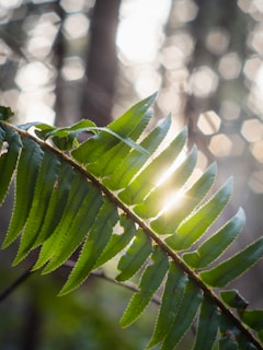 A close-up of a green fern leaf bathed in soft morning light.