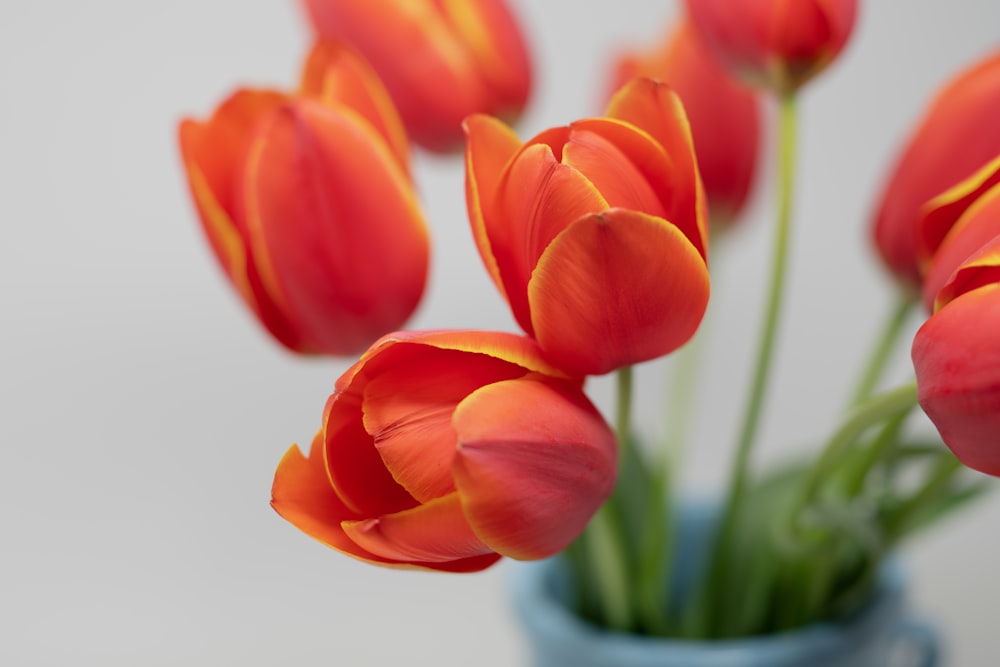 a blue vase filled with lots of red flowers