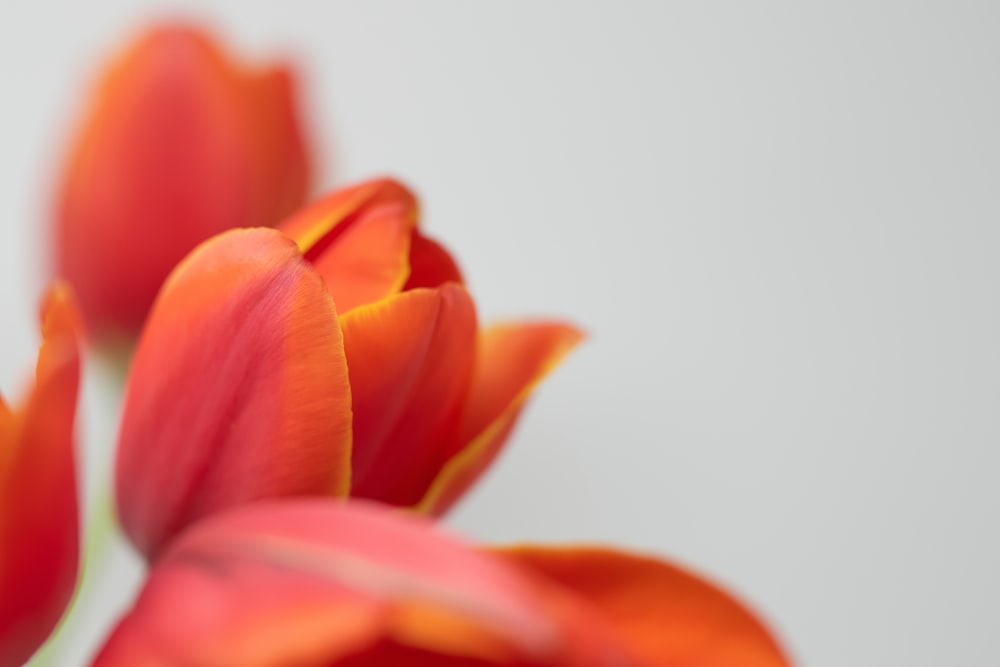 a close up of a bunch of orange flowers