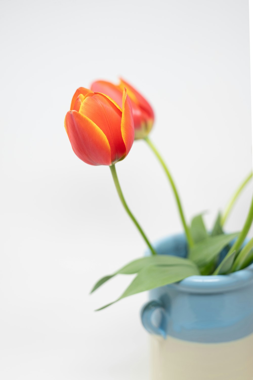 two orange tulips in a blue and white vase