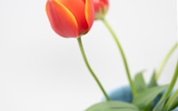 two orange tulips in a blue and white vase