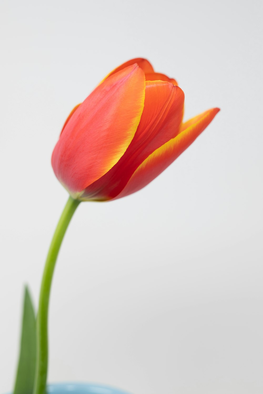 a single red and yellow flower in a blue vase