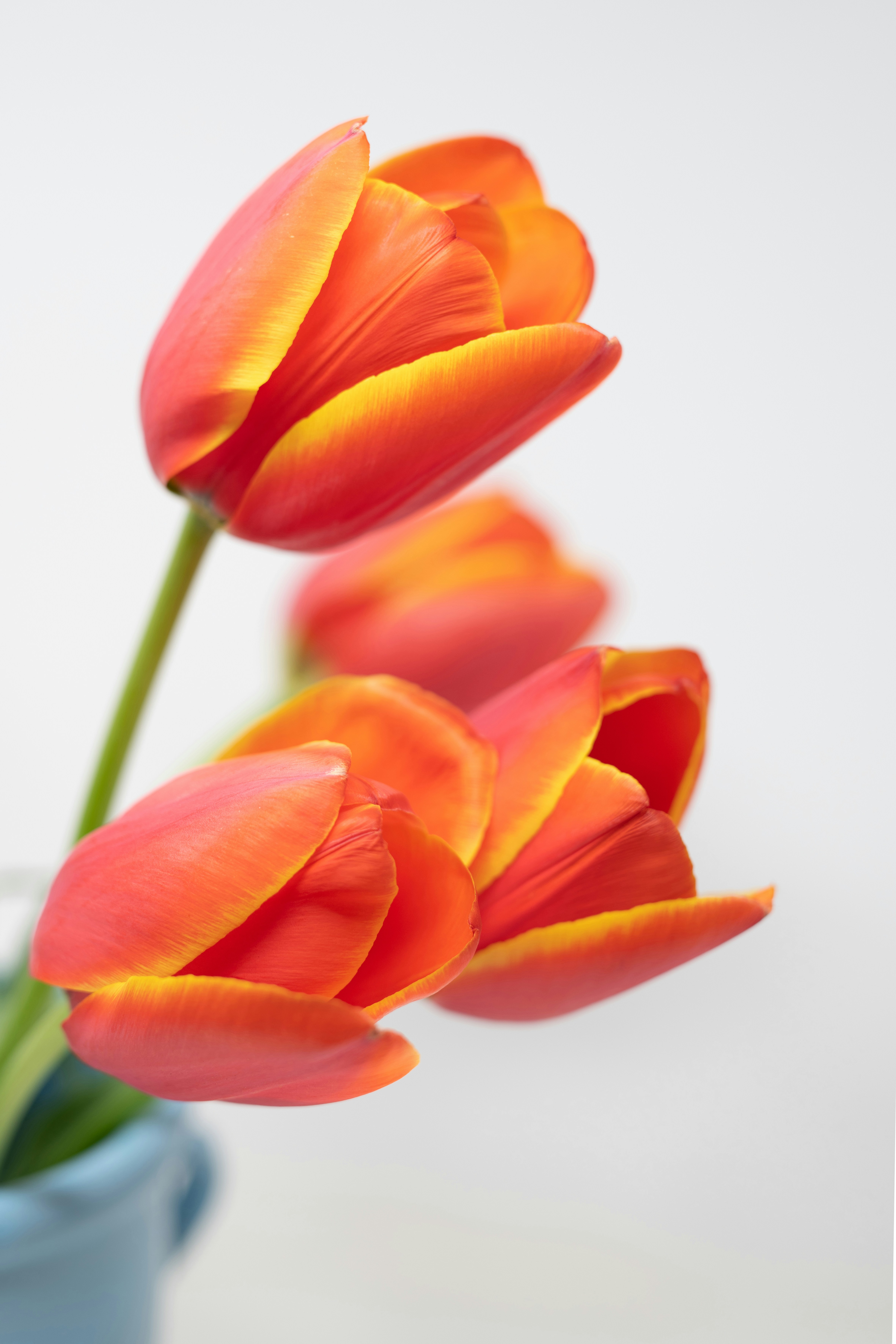 Photo by lauraadaiphoto