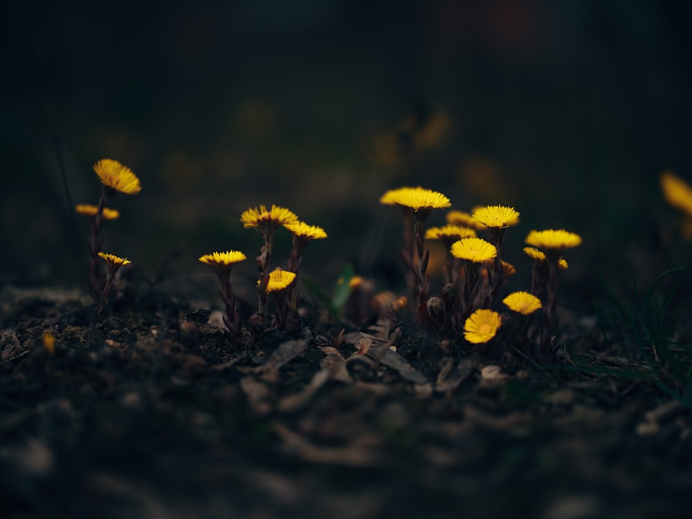 a group of small yellow flowers in the grass