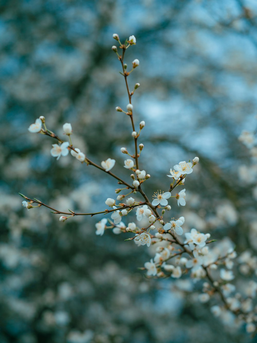 a close up of a tree with white flowers