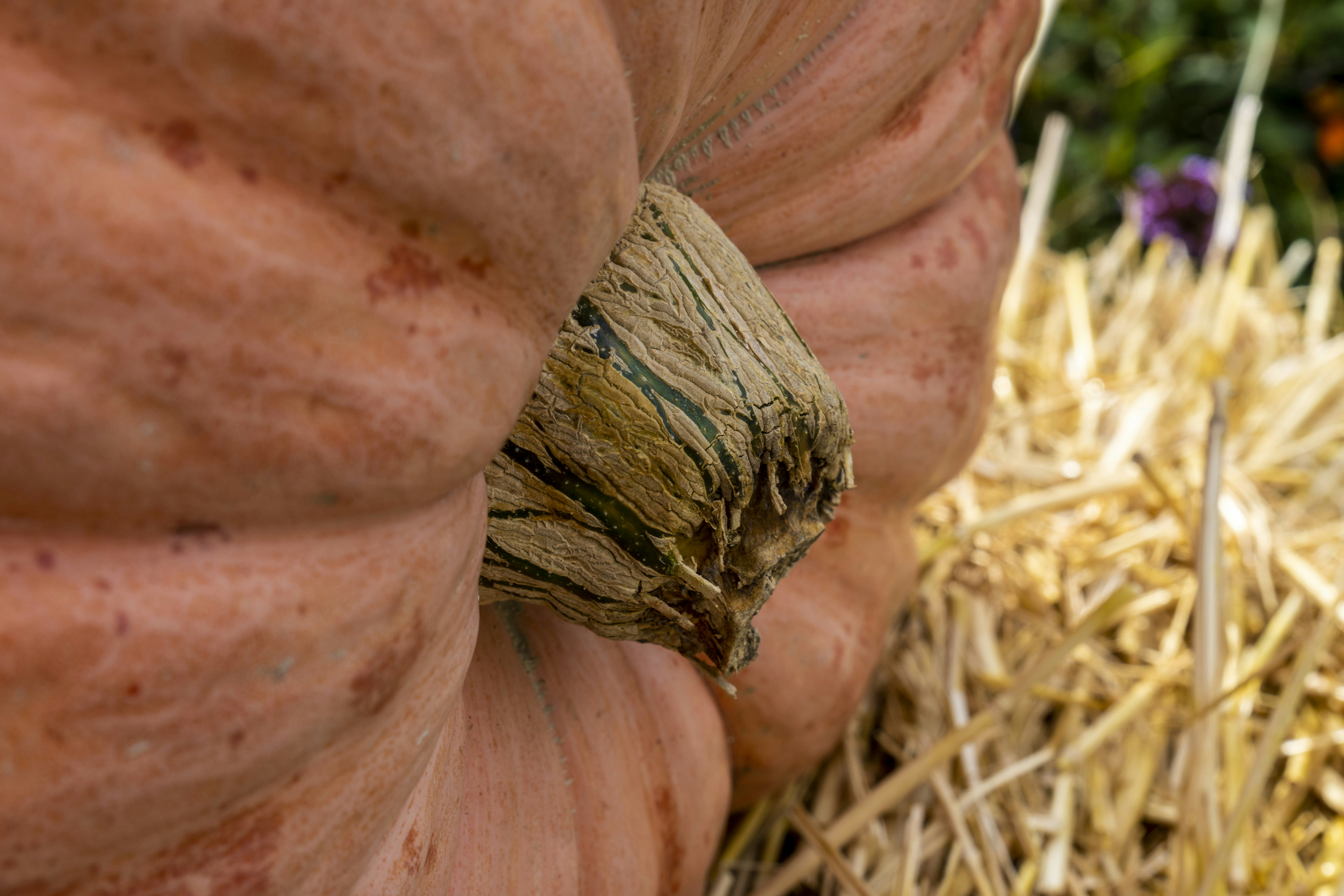 a close up of a bunch of pumpkins