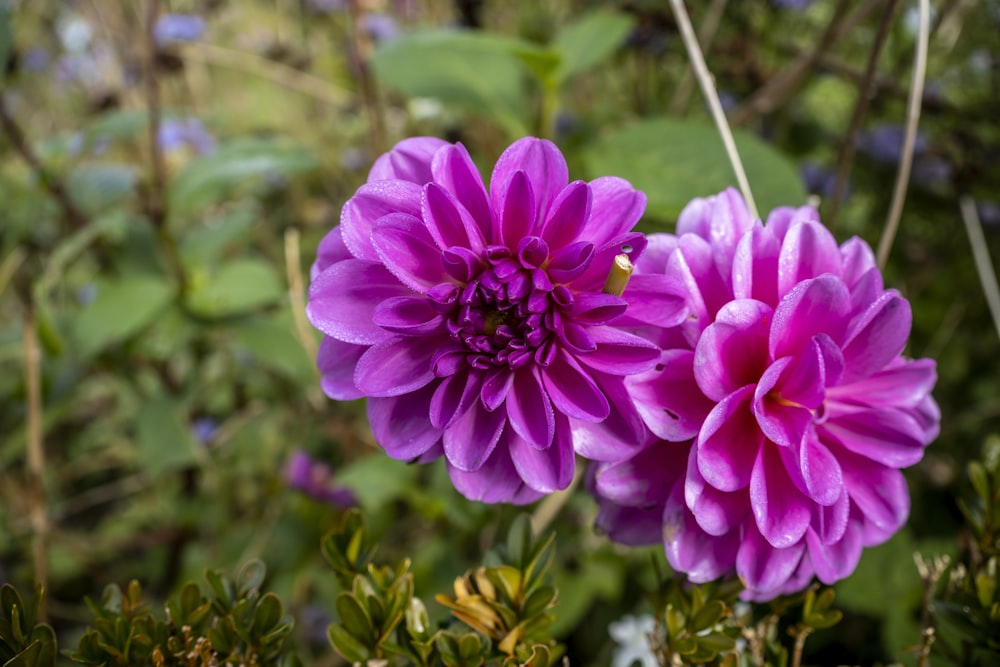 two purple flowers with green leaves in the background