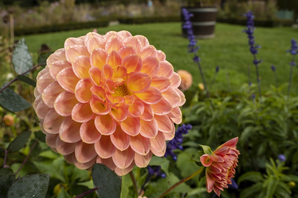 a large pink flower sitting in the middle of a garden