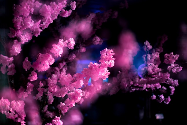 A vibrant digital marketing campaign design with pink and black sakura aesthetic elements.